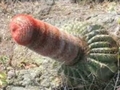 チ●コやおっぱいの形をした植物や岩を集めてみました