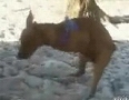 breakcomHornyOdieTheWonderDog.jpg