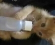 groupercomKittenSuckingOnBottle.jpg