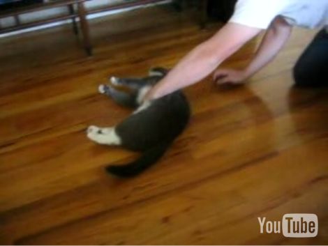 videochop904.jpg