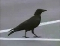 youtubeCleverCrows.JPG