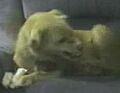 童話に出てくる犬よりアホな自分の脚から骨を守るために吠える犬