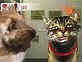 beatboxingdog.jpg
