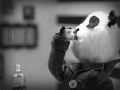 blackpanda.jpg