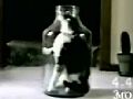 catinbottle.jpg