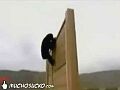 chimpvsseal.jpg