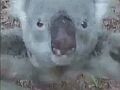 crazyaussiebloopers.jpg