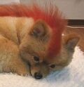 firefoxmascot.jpg