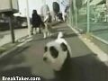 pandadog.jpg