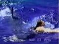 sharkattack.jpg