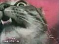 tripingcat.jpg