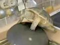 tutle_loves_bowl_in_kitchin.jpg