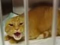 wildcatlikedevil.jpg