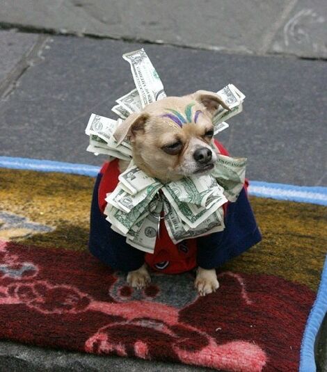 beggerdog.jpg