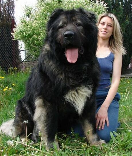 bigdog.jpg