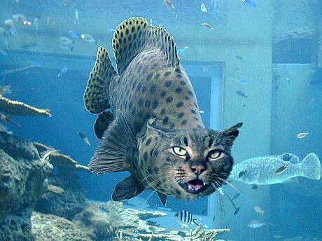 catfish.jpg
