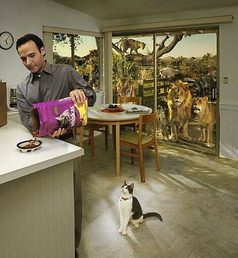 catfood.jpg