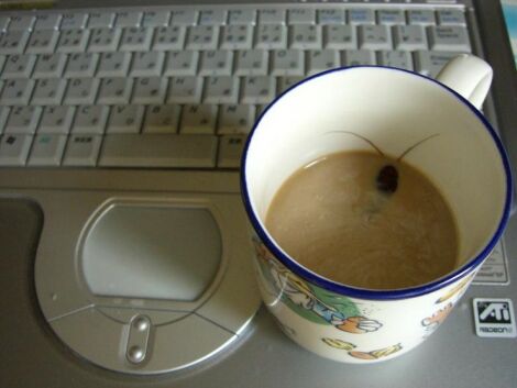 coffeewithbug.jpg