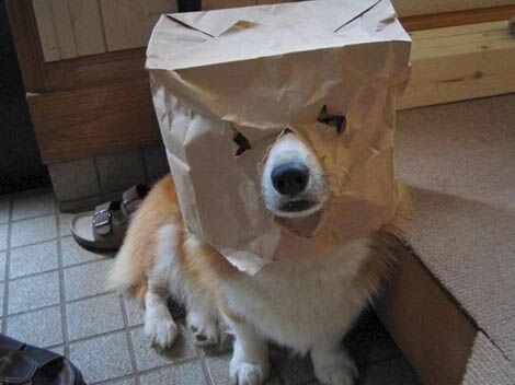 アメリカ産ガンダム犬？