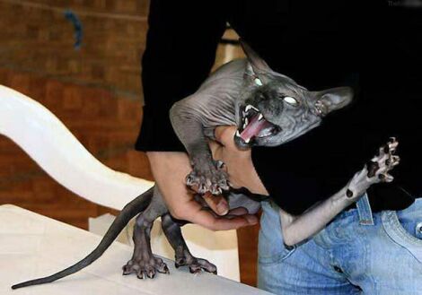 まさに化け猫