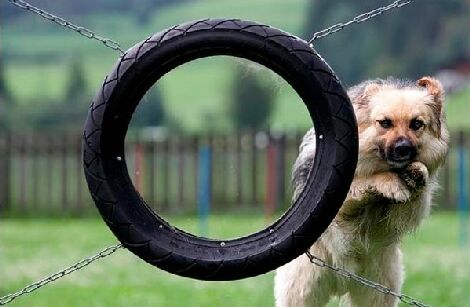 目測を誤った犬