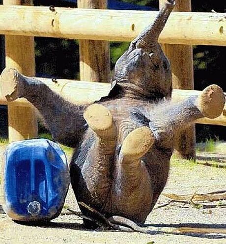 fallingelephant.jpg