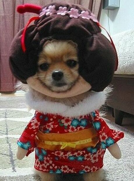芸者犬