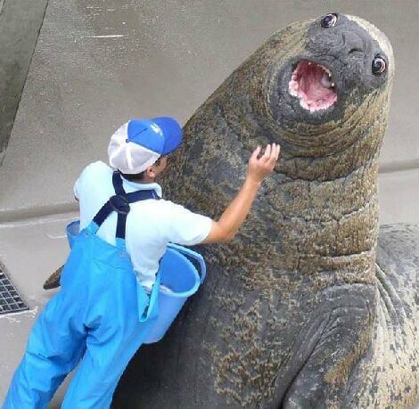海獣？　怪獣？