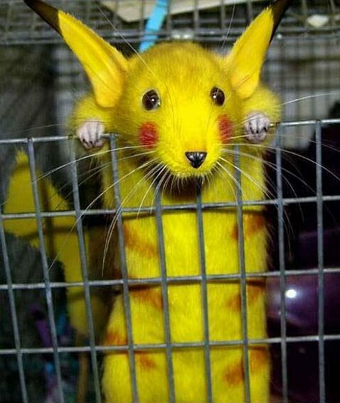 realpicachu.jpg