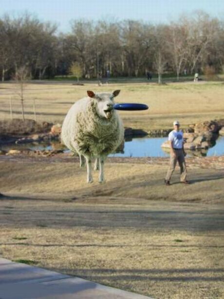 sheepdog.jpg