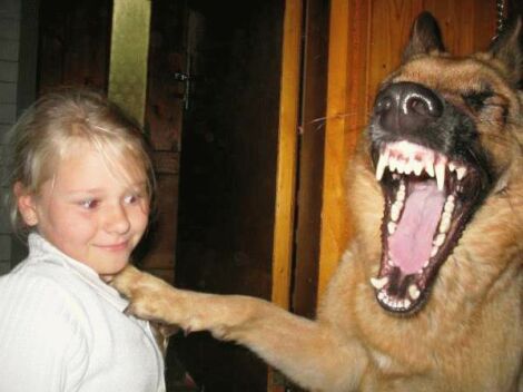 犬の分際で…